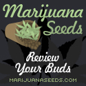 Marijuana Seeds