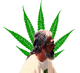 Norml Canada Pres. Umberto Iorfida