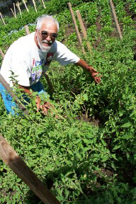 tomatoes